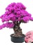 20 Adet Tohum Bodur Bonsai Pembe Erguvan Ağacı Bonzai Tohumu Saksı Toprak Hediyemizdir 1