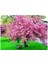 10 Adet Tohum Organik İthal Sakura Pembe Ağaç Tohumu Saksı Toprak Hediyelidir 1