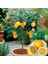 5 Adet Tohum Bodur Bonsai Limon Ağacı Tohumu Italyan Limon Seti Saksı Toprak Sürpriz Hediye Tohum 2