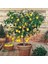 5 Adet Tohum Bodur Bonsai Limon Ağacı Tohumu Italyan Limon Seti Saksı Toprak Sürpriz Hediye Tohum 3