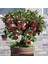 10 Adet Tohum Organik Hobi Bahçe Elma Bonsai Ağaç Tohumu Saksı Topraklı 1