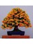 15 Adet Tohum Nadir Ateş Dikeni Bonsai Ağaç Tohumu Ateş Diken Tohum Saksı Toprak Hediyemizdir 1
