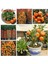 20 Adet Tohum Nadir Bodur Bonsai Mandalina Bonzai Ağacı Tohum Süpriz Hediye Bonsai Ağacı Tohum 1