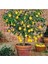 10 Adet Tohum Bodur Bonsai Limon Ağacı Tohumu Italyan Limon Seti Saksı Toprak Sürpriz Hediye Tohum 1