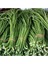 25 Adet Tohum Nadir Bulunan Yeşil Uzun Çin Fasülye Fasulye Tohumu Organik Hediye Tohu 1