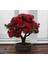 10 Adet Tohum Bodur Bonsai Kırmızı Gül Ağacı Bonzai Tohumu Saksı Toprak Hediyemizdir 1