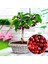 20 Adet Tohum Bodur Bonsai Napolyon Kiraz Ağaç Tohumu Tohum Saksı Topraklı 1