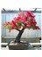 15 Adet Tohum Bonsai Kırmızı Gül Ağacı Bonzai Tohumu Sürpriz Hediye Bonsai Ağacı Tohumu 1
