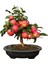 15 Adet Tohum Organik Hobi Bahçe Bonsai Elma Ağaç Tohumu Saksı Toprak 1