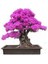20 Adet Tohum Bodur Pembe Erguvan Bonzai Ağac Ekim Seti Saksı Toprak Sürpriz Hediye Bonsai Tohumlu 3