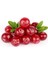 Cranberry Tohumu Turna Yemişi Tohumu 5 Adet Tohum 1
