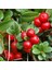 Cranberry Tohumu Turna Yemişi Tohumu 5 Adet Tohum 4