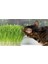 Kedi Çimi Tohumu 30 Gram İthal Kedi Çimi Tohumu 2
