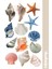 Seashell Collection Sticker, Çıkartma, Ajanda, Günlük, Planlayıcı, Bullet Journal ,scrapbook 1
