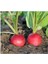 50 Adet Tohum Köy Tohumu Nadir İri Kırmızı Turp Tohumu Sürpriz Hediye Sebze Tohumu 1