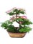 Bodur Bonsai Gülibrişim Ağacı Tohumu 5 Tohum + Ekim Seti + Toprak + Saksı 2