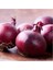 100 Adet Tohum Organik Mor Kışlık Soğan Tohumu Yeni Hasat Taze Tohumu 1
