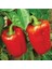 50 Adet Tohum Nadir Kırmızı Dolmalık Biber Tohumu Saksı Toprak Sürpriz Hediye Tohumlu 1