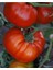 20 Adet Tohum Organik Oturak Kırmızı Oturak Ankara Ayaş Köy Domatesi Domates Tohumu Hediye Tohum 1