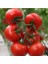 Erkenci Salkım Domates Tohumu 10 Adet Tohum 1