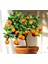 5 Adet Tohum Bodur Bonsai Washington Portakal Ağaç Tohumu Bonsai Toprakal Ağacı Saksı Toprak Hediye 1