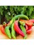 Tarım Ata Tohumu Yerli Çok Acı Hatay Biberi 100 Ad Tohum 1