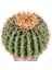 Yapay Kaktüs Yuvarlak Saksılı 35 Cm. 2