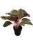 Aglaonema 'lychee Red' (Çin Herdemyeşili) 1
