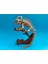 Hareketli Chameleon Iskelet Dekor Bukalemun 2