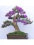 5 Adet Tohum Bodur Jakaranda Bonsai Ağacı Tohumu Sürpriz Hediye Bonsai Ağacı Tohumludur 1