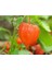 Tohum Tropikal Güney Feneri Altın Çilek Sarı Altın Çilek Tohumu 5 Adet 2