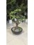 Siyah Yarım Küre Karbonfiber Saksıda Bonsai 2