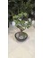 Siyah Yarım Küre Karbonfiber Saksıda Bonsai 3