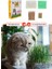 3 Adet Doğal Kedi Çimi Fileli ve Kutulu Tüy Yumağı Önleyici 2