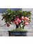 Bodur Bonsai Elma Ağacı Tohumu 5 Adet Tohum Bonzai Tohumu 1
