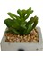 Beton Saksıda Yapay Sukulent - Asorti - 7X10 cm 2