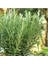 Biberiye Fidanı 5 Adet 10-20 cm (Rosmarinus Officinalis) 3