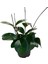 Hoya Australis (Mum Çiçeği) 1