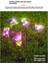 Yeni Rüzgar Dönen Güneş Enerjili Yel Değirmeni Zemin Lambası LED Açık Bahçe Dekorasyon Çim Lambası Peyzaj Lambası (Yurt Dışından) 3