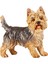 Köpek Heykeli Yorkshire Terrier Hayvan Heykeli Yatak Odası Kitaplık Rafı Ayakta (Yurt Dışından) 5