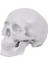 Mini Insan Kafatası Modeli, Çıkarılabilir Kafatası Kapağı ve Li Mandibula ile 3 Parçalı Anatomik Kafatası Modeli (Yurt Dışından) 1