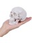 Mini Insan Kafatası Modeli, Çıkarılabilir Kafatası Kapağı ve Li Mandibula ile 3 Parçalı Anatomik Kafatası Modeli (Yurt Dışından) 2