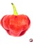Scotch Bonnet Jamaıcan Red Pepper 350.000 Scoville - Gerçek Taze Acı Biber 2