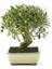 3 Adet Bonsai Zeytin Ağacı Tohumu 1