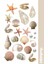 Seashell Collection Sticker, Çıkartma, Ajanda, Günlük, Planlayıcı, Bullet Journal ,scrapbook 1