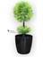 Siyah Saksıda 25 cm Mini Top Şimşir 3