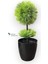 Siyah Saksıda 25 cm Mini Top Şimşir 4