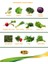 agro sebze tohumu - ekonomik sebze yetiştirme paketi - 3 1