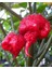 Carolına Reaper Pepper / 2,5 Milyon Scoville - Gerçek Taze Acı Biber 1