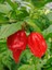 Carolına Reaper Pepper / 2,5 Milyon Scoville - Gerçek Taze Acı Biber 2